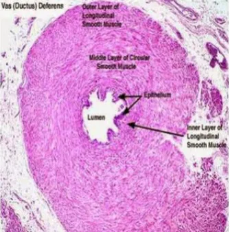 Gambar 2.4 Ductus.deferens