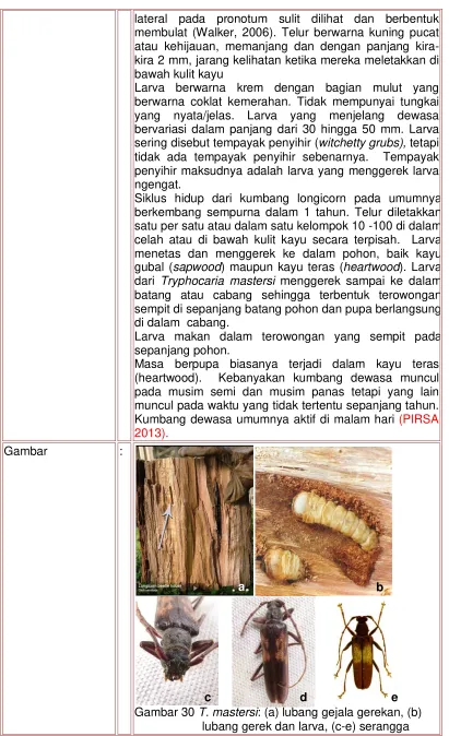 Gambar : 