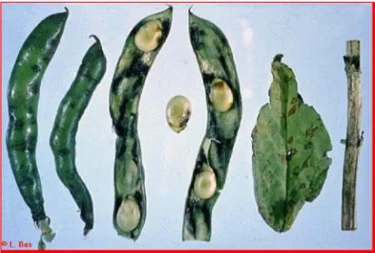 Gambar 3 . Beberapa contoh gejala infeksi virus pada tanaman 