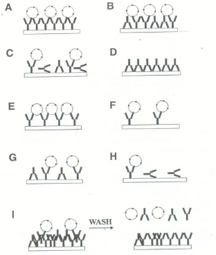 Gambar 6. Beberapa posisi pengikatan antibodi pada sumuran ELISA 