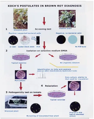 Gambar 1. Prosedur Postulat Koch untuk Identifikasi Bakteri Penyebab Brown Rot  (Anonim,  2008) dengan tahapan sbb: 