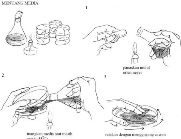 Gambar 7. Pertumbuhan koloni Xanthomonas axonopodis pv.malvacearum  (tanda  panah) pada media semi selektif, delapan hari setelah diinkubasi pada suhu 24ºC (Anonim, 2008) 