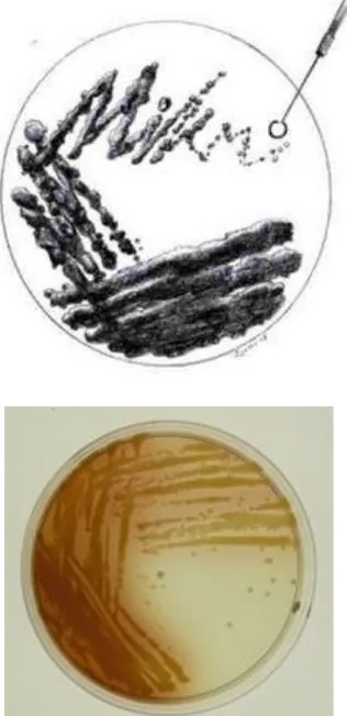 Gambar 8.  Teknik penggoresan bakteri (metode kuadran) (Riesama,  