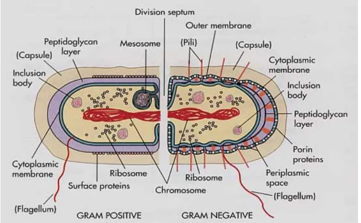 Gambar 10. Perbedaan dinding sel bakteri Gram Positif dengan Gram  Negatif       http://homepage.ntlworld.com/diamonddove/04a_Gram/Gram.html  