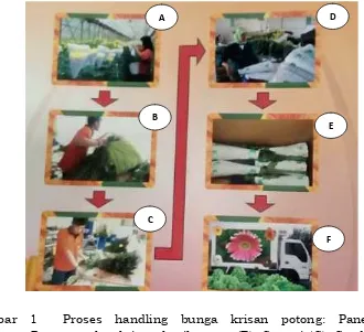 Gambar 1  Proses handling bunga krisan potong:Panen(A);Pengumpulan krisan hasil panen (B); Sortasi (C); Grading (D);Pengemasan (E) dan Pengiriman (F)