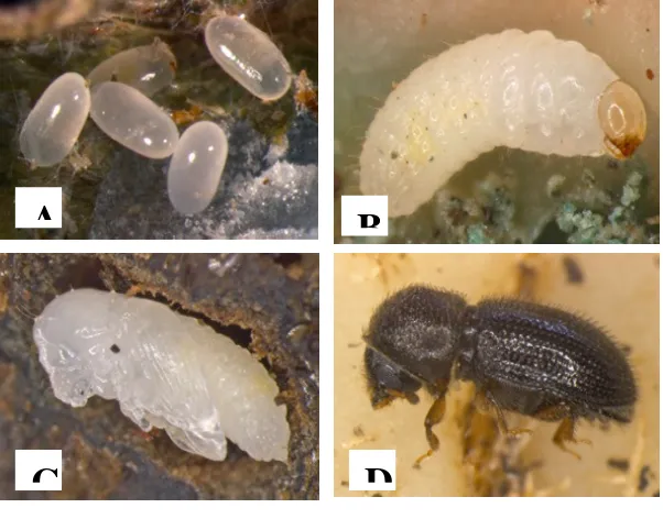 Gambar 1.  Penggerek buah kopi: (A) telur, (B) larva, (C) pupa, dan (D) imago. (Sumber: http://www.nbair.res.in/Featured_ insects/ Hypothenemus-hampei.php)  
