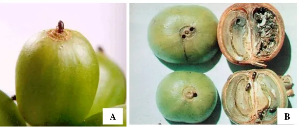 Gambar 2. (A) kumbang betina menggerek buah dan (B) kerusakan di dalam buah (Sumber: CIRAD) 