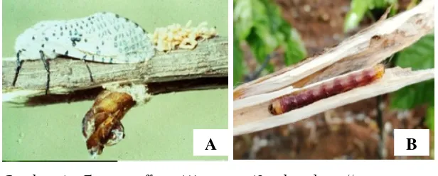 Gambar 4.  Zeuzera coffeae: (A) imago (Sumber: http://www.papua-insects.nl) dan (B) larva (Sumber: Samsudin, 2014)