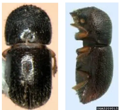 Gambar 5. (A) telur, (B) larva, dan (C) pupa dari X. compactus Eichhoff  (Sumber: www.coffeeterms.com) 
