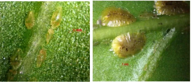 Gambar 7. Coccus viridis (A) nimfa dan (B) kutu dewasa                      (Sumber: Gusti Indriati) 
