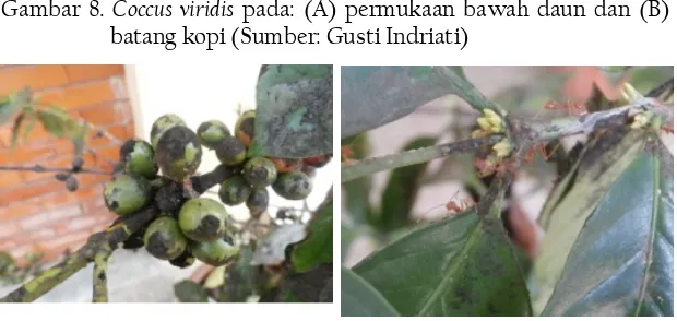 Gambar 8. Coccus viridis pada: (A) permukaan bawah daun dan (B) batang kopi (Sumber: Gusti Indriati) 
