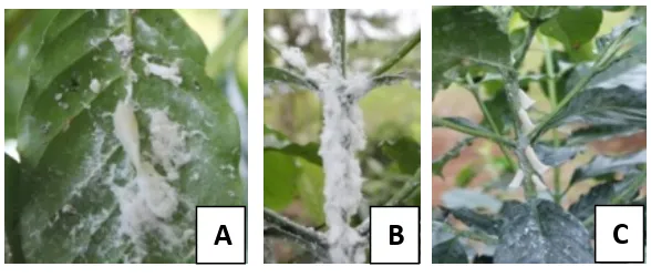 Gambar 11.  Serangan S. indecora: (A) nimfa pada daun, (B) nimfa pada batang dan cabang, (C) imago pada batang (Sumber: Widi Amaria) 