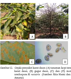 Gambar 12.   Gejala penyakit karat daun: (A) tanaman kopi terserang 