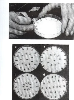 Gambar 1.  Tahap pelembaban kertas saring menggunakan akuades 