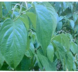 Gambar 1.   Daun Karuk dan Seserehan                              