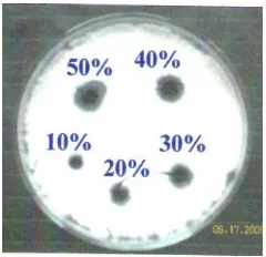 Gambar 2.  Hasil uji ekstrak etanol daun sembukan  terhadap T. mentagrophytes dengan                      metode dilusi