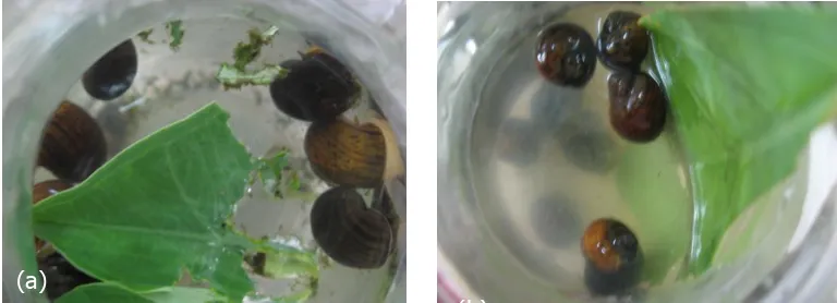 Gambar 1. Perbedaan keong hidup (a) dan mati (b) dalam botol pemeliharaan  Figure 1. Differences live snails (a) and dead (b) in the maintenance vials   