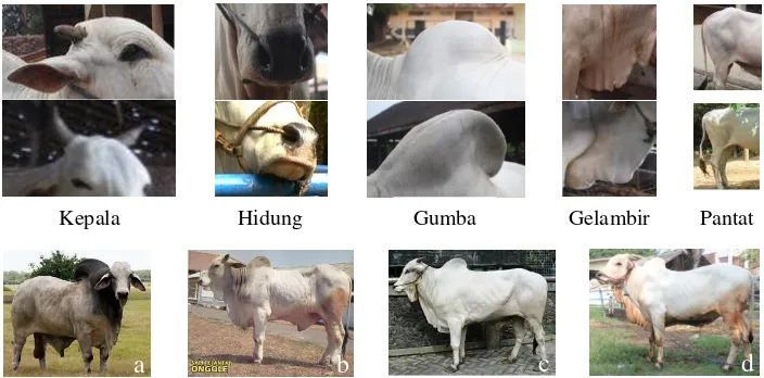 Gambar 1. Perbedaan eksterior bagian-bagian badan antara calon galur baru sapi PO terseleksi (atas) dengan sapi PO lainnya (tengah), serta perbedaan fenotipe (bawah) antara: (a) sapi Brahman, (b) sapi Ongole, (c) sapi PO dan (d) sapi calon galur baru sapi PO 