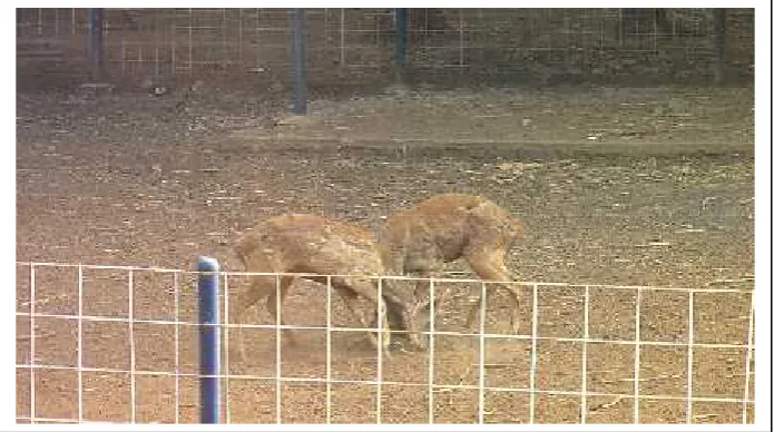 Figure 1. Aggressive behavior of Timor deer in captivity