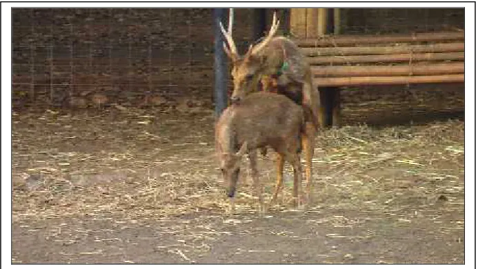 Figure 2. Mounting of Timor deer in captivity