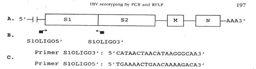 Gambar 1.  A. Gen RNA IBV, memperlihatkan daerah protein nucleocapsid (N), glikoprotein membran (M), dan glikoprotein spike (S), B