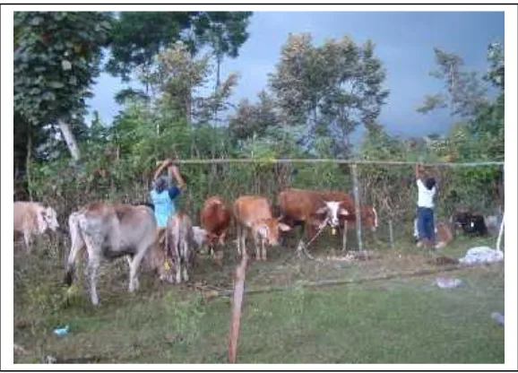 Gambar 1. Kondisi ternak di penampungan sementara di Desa Wedomartani