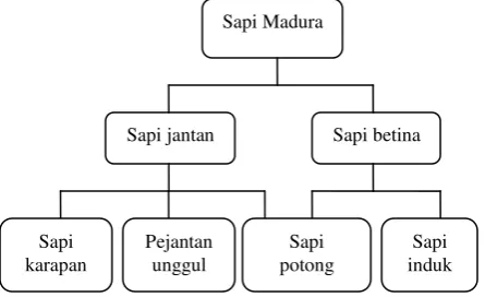 Gambar 1. Proses pemilihan sapi Sonok di ex- Kawedanan Waru 