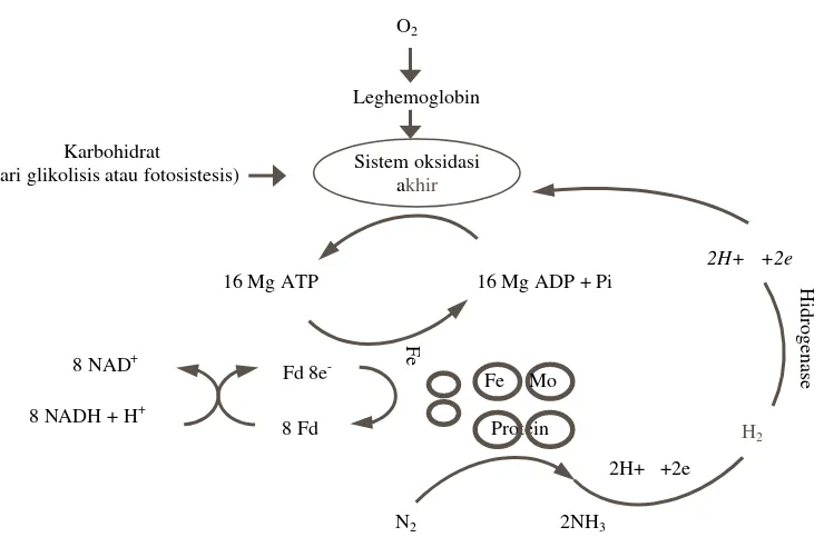 Gambar 2. Nitrogenase kompleks dan aktivitas yang berhubungan dengan penambatan nitrogen 