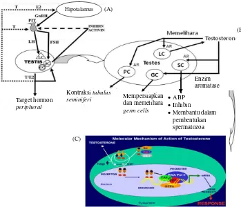 Gambar 1. (A) Mekanisme hormonal via hipotalamus-hipofisa-gonad; (B) Mekanisme testosteron dalam testis; (C) Mekanisme 