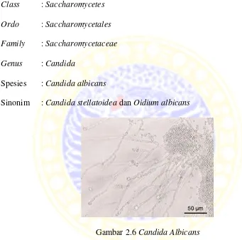 Gambar 2.6 Candida Albicans 