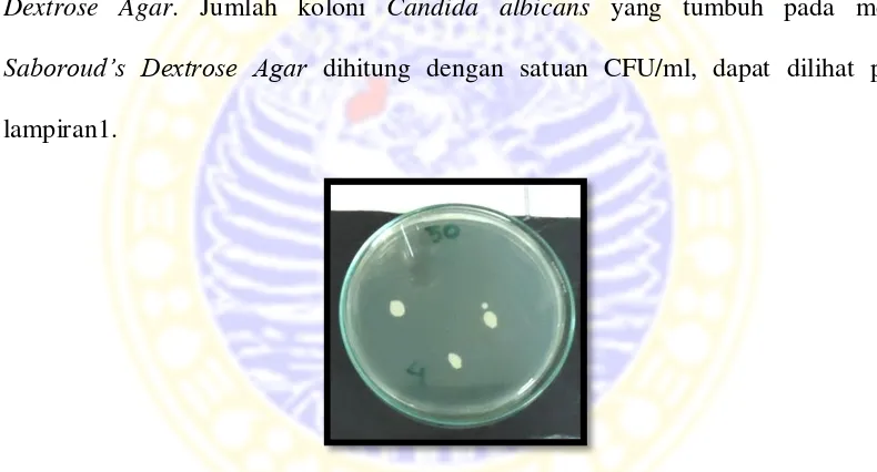 Gambar 5.1. Koloni Candida albicans dextrose agar, yang tumbuh pada media Sabouraud’s hasil perendaman lempeng akrilik dalam ekstrak biji kakao 50% 