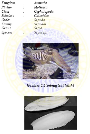 Gambar 2.2 Sotong (cuttlefish)  