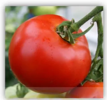 Gambar 2.1 Buauah tomat (