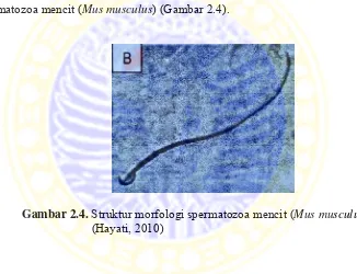Gambar 2.4. Struktur morfologi spermatozoa mencit (Mus musculus) 