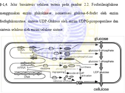 Gambar 2.2 Skema Biosintesis Selulosa 