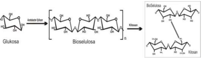 Gambar 4.7. Interaksi Bioselulosa dengan Kitosan 