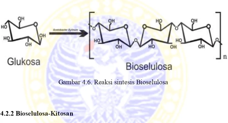 Gambar 4.5. Tahapan sintesis Bioselulosa dari sukrosa  