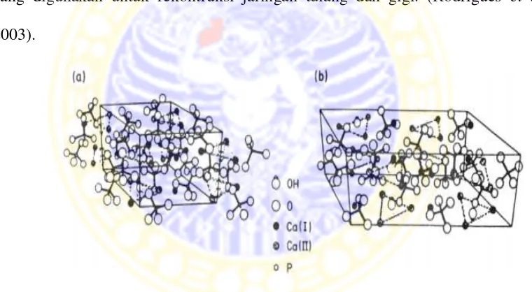 Gambar 2.7 Skema struktur kristal hidroksiapatit : (a) Hexagonal; (b) Monoslinik 
