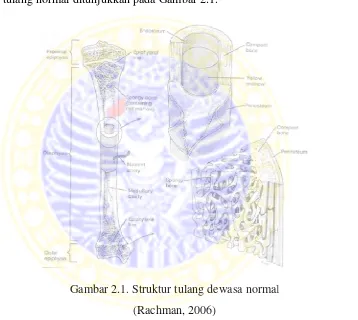 Gambar 2.1. Struktur tulang dewasa normalal  