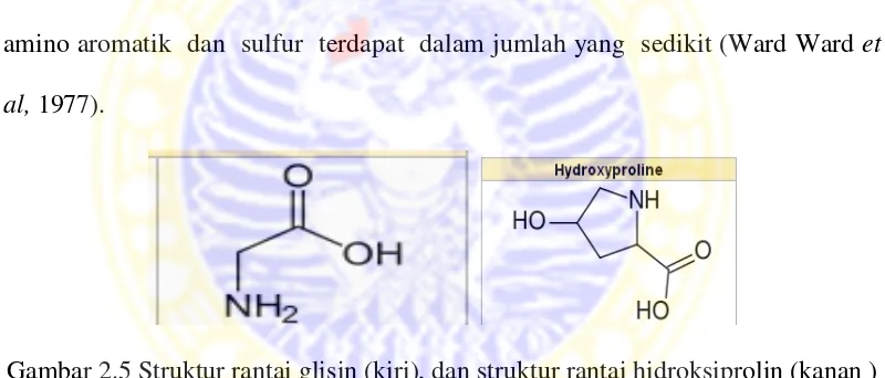 Gambar 2.5 Struktur rantai glisin (kiri), dan struktur rantai hidroksiprolin (kanan ) 