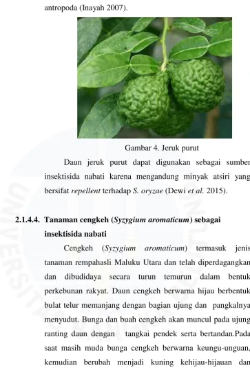 Gambar 4. Jeruk purut 