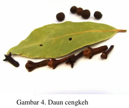 Gambar 4. Daun cengkeh 