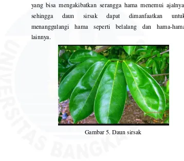 Gambar 5. Daun sirsak 