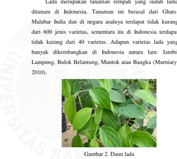 Gambar 2. Daun lada 