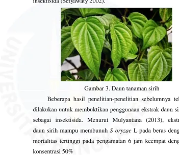 Gambar 3. Daun tanaman sirih 