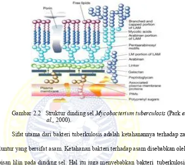 Gambar 2.2   Struktur dinding sel Mycobacterium tuberculosis (Park et 