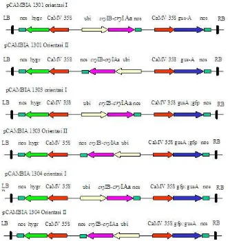 Gambar 1. Konstruksi plasmid pCAMBIA 1301, 1303, dan 1304 ubi cryIB-cryIAa masing-masing dengan dua orientasi