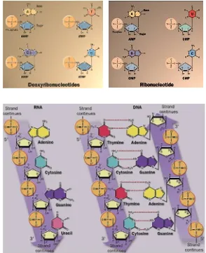 Gambar 3. Struktur deoksiribonukleotida, ribonukleotida,DNA dan RNA