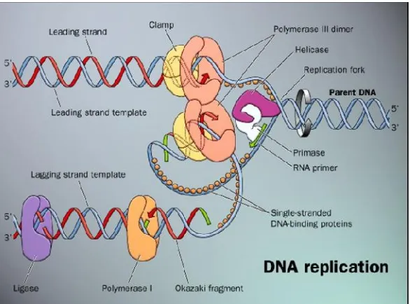 Gambar 4.  Mekanisme replikasi Deoksiribo Nukleat Acid(DNA)