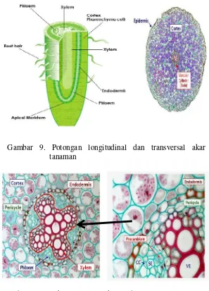 Gambar 10. Struktur jaringan akar pada potongan melintangskala besar